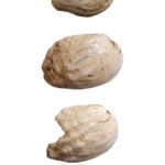 Mussel shell color applicators